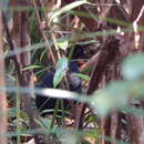 Image of Black Partridge