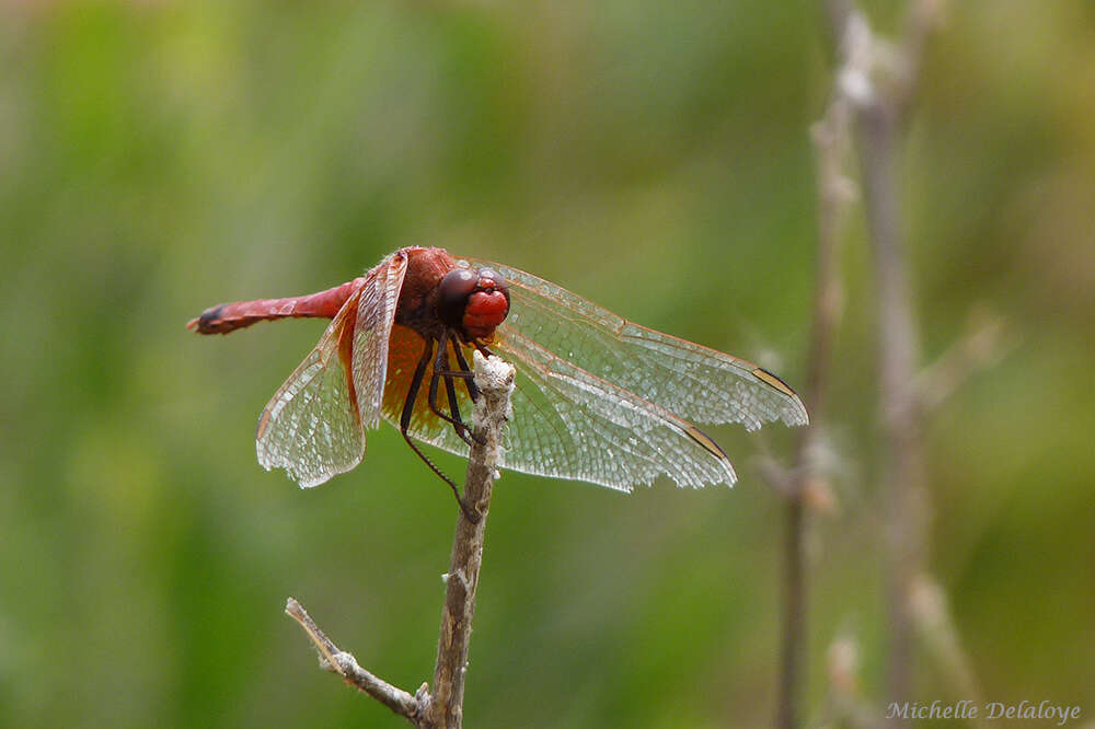 Слика од Erythrodiplax corallina (Brauer 1865)