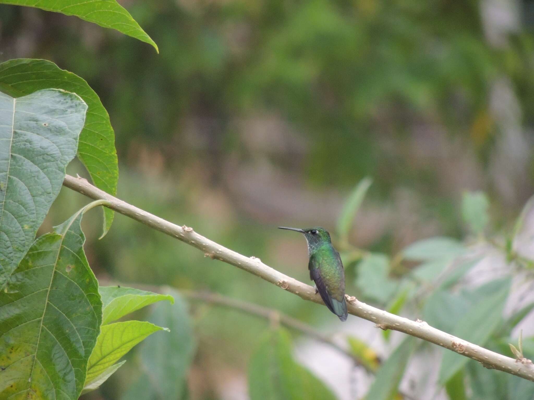 Image of Glittering-throated Emerald