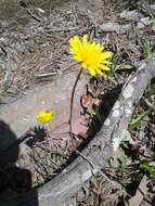 Image of Potato dandelion