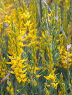 Image of Genista tricuspidata Desf.