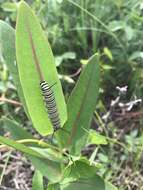 Image of prairie milkweed