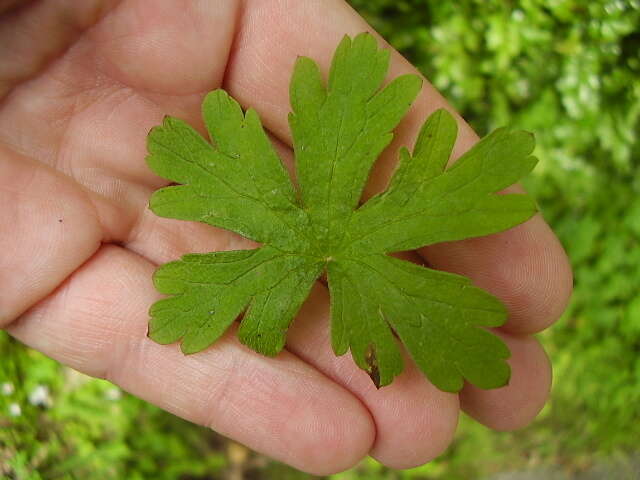 Image of Australasian geranium