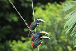 Image of Many-banded Aracari