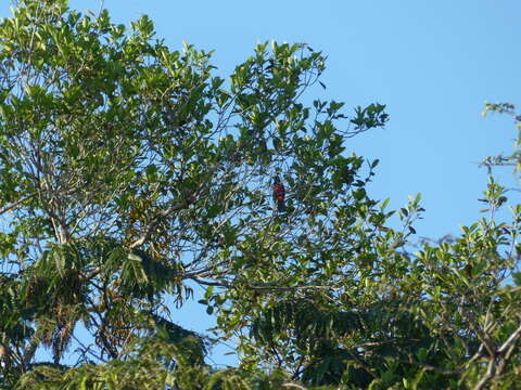 Image of Black-tailed Trogon