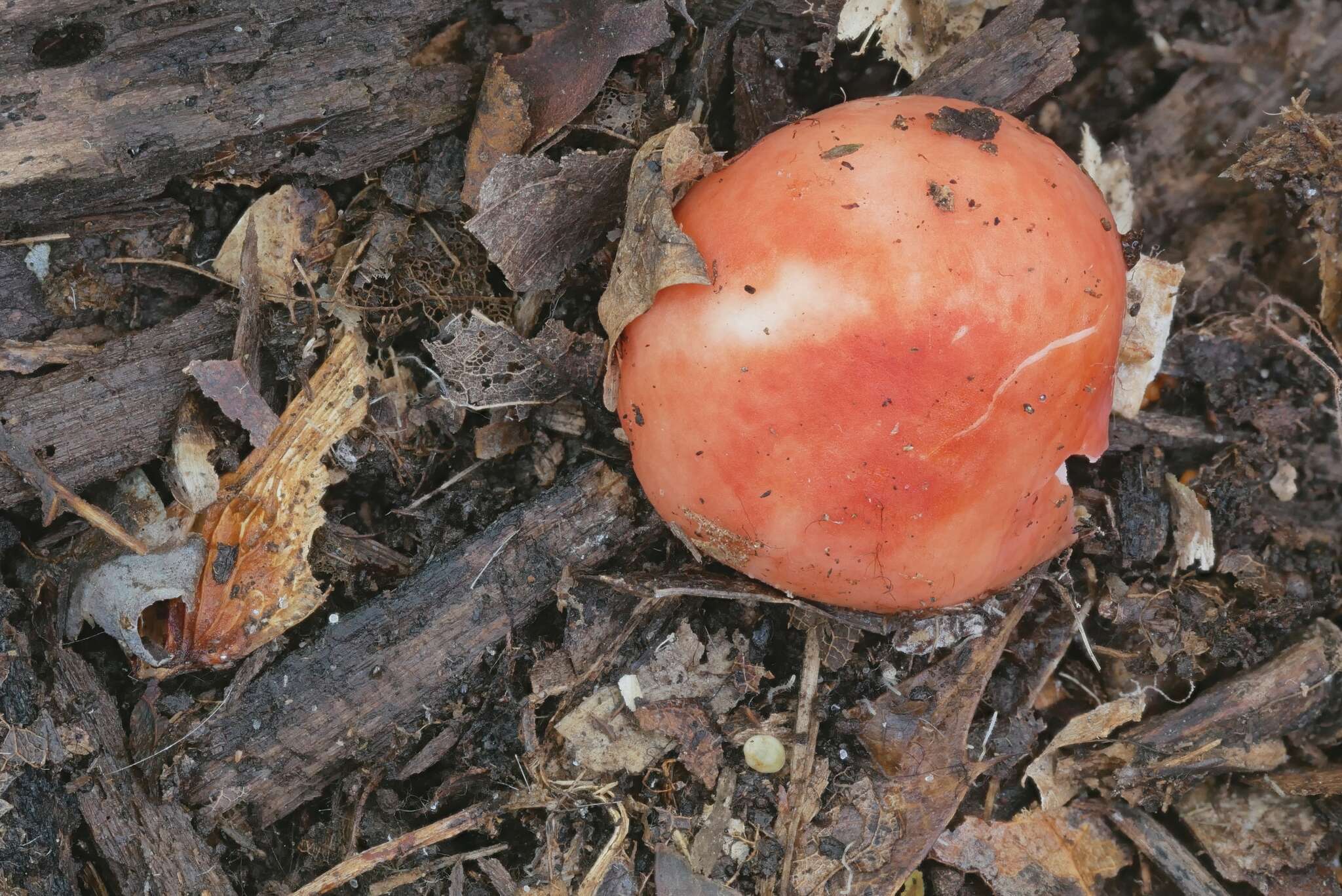 Image de Russula paraemetica Reumaux 1997