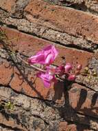 Image of Antirrhinum tortuosum Bosc ex Vent.