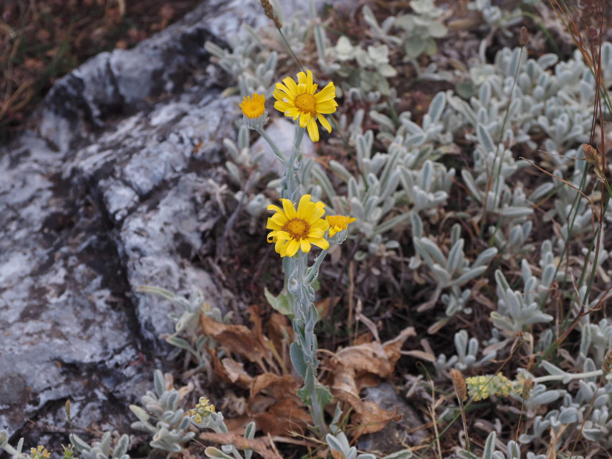 Image of Senecio eubaeus Boiss. & Heldr.