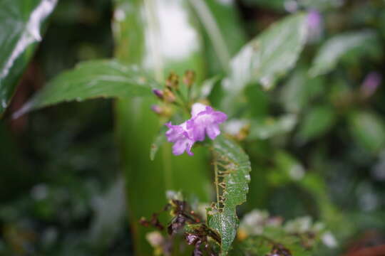 Image of Strobilanthes formosana S. Moore