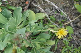 Image of Crepidiastrum taiwanianum Nakai