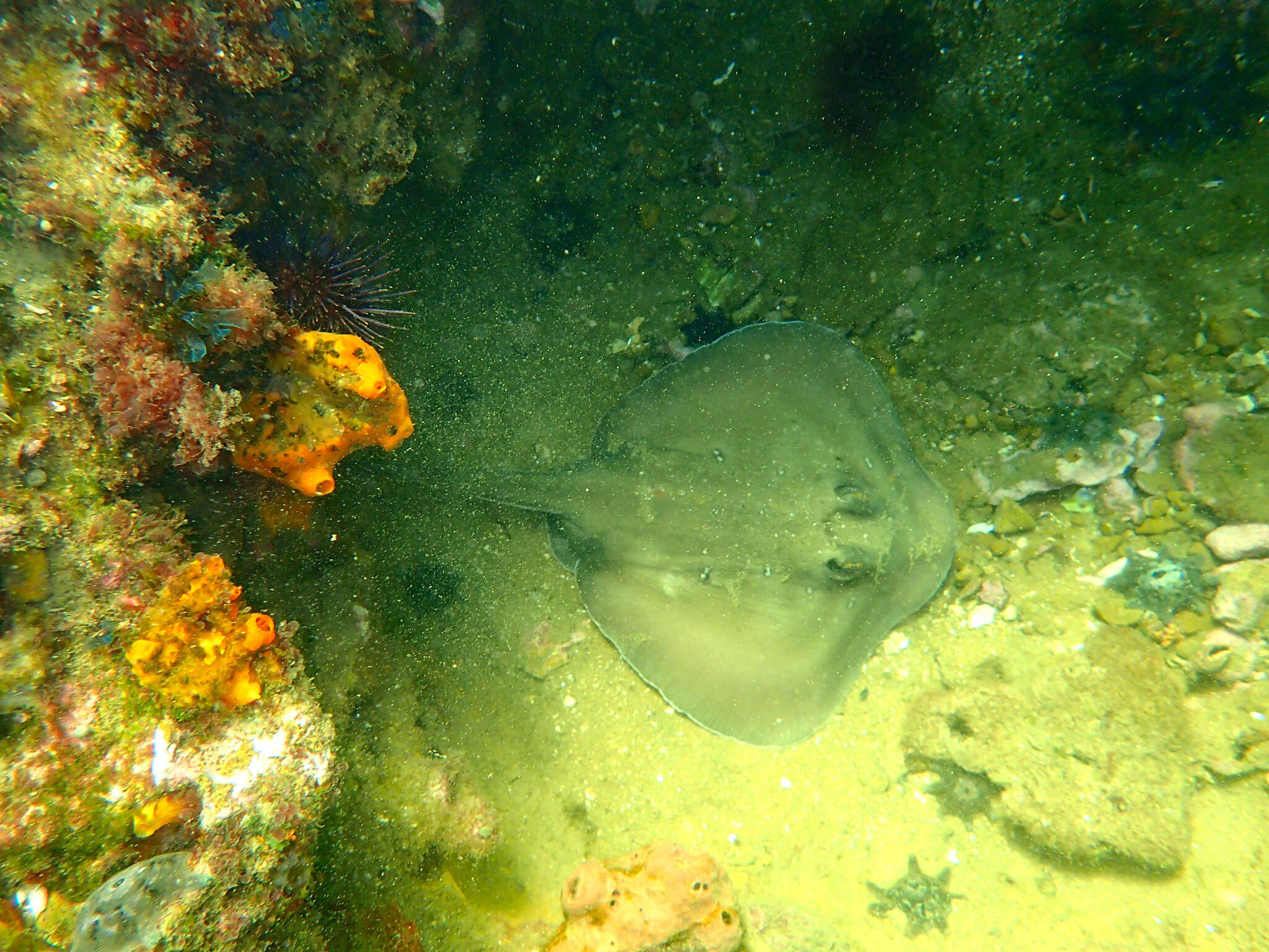 Image of Dixons Stingaree