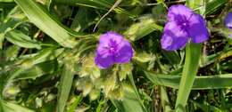 Image of Tharp's spiderwort