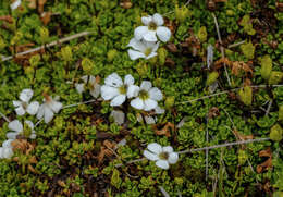 Слика од Ourisia caespitosa Hook. fil.