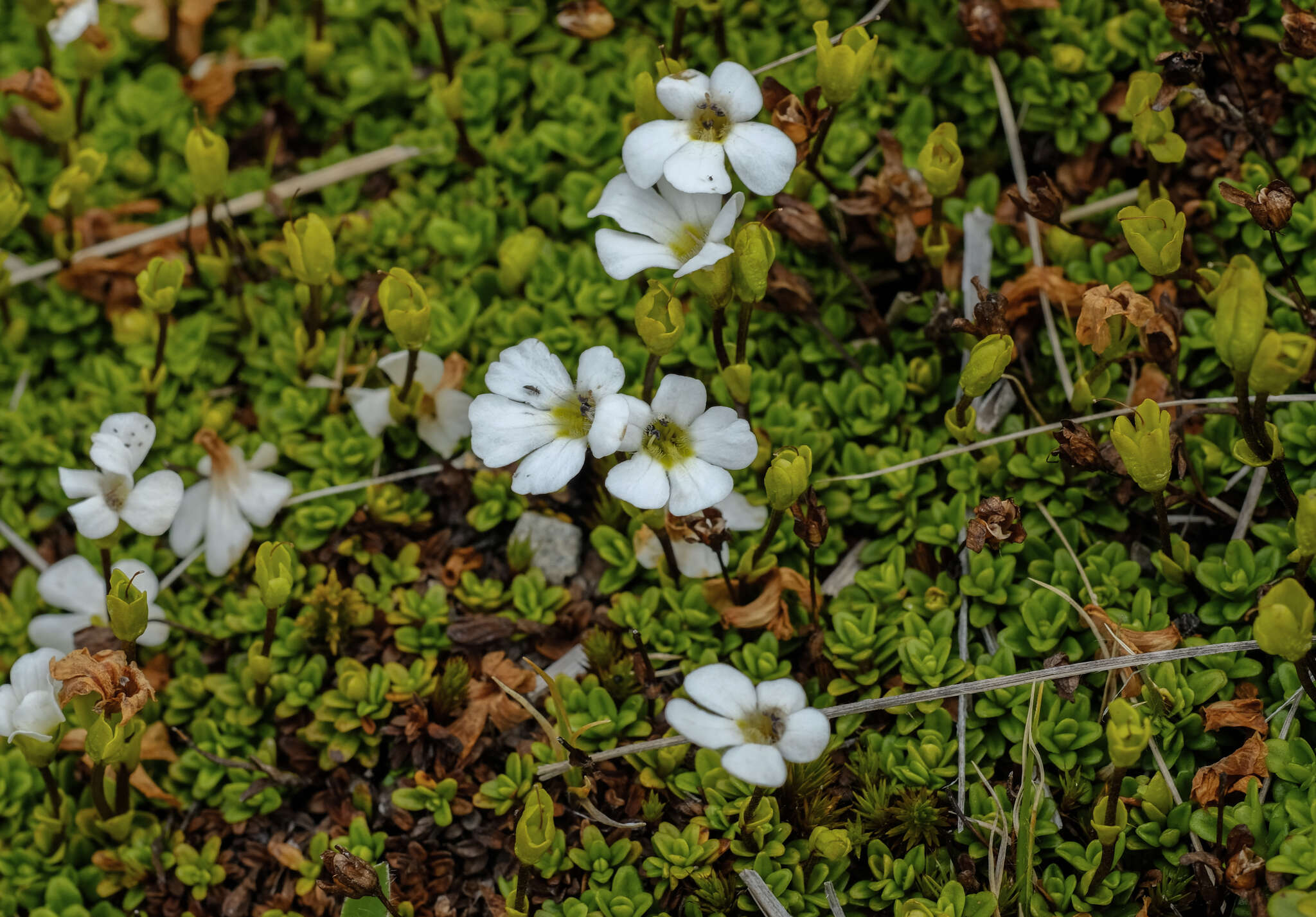 Слика од Ourisia caespitosa Hook. fil.