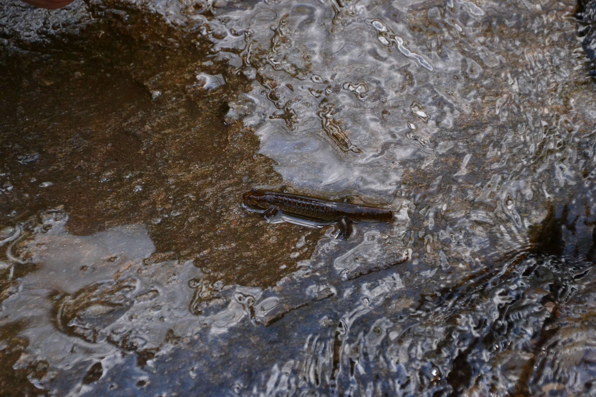 Image of Flat-headed Salamander