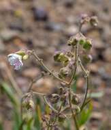 Mirabilis linearis (Pursh) Heimerl resmi