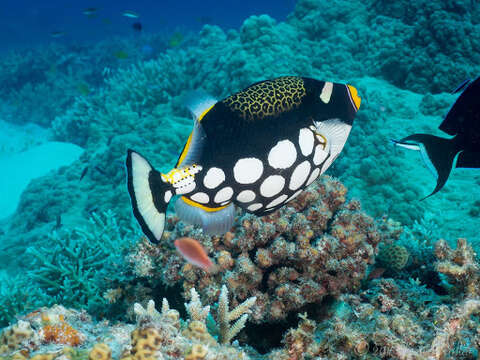 Image of clown triggerfish