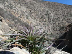 Image de Puya boliviensis Baker