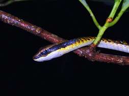 Imagem de Dendrelaphis striatus (Cohn 1905)