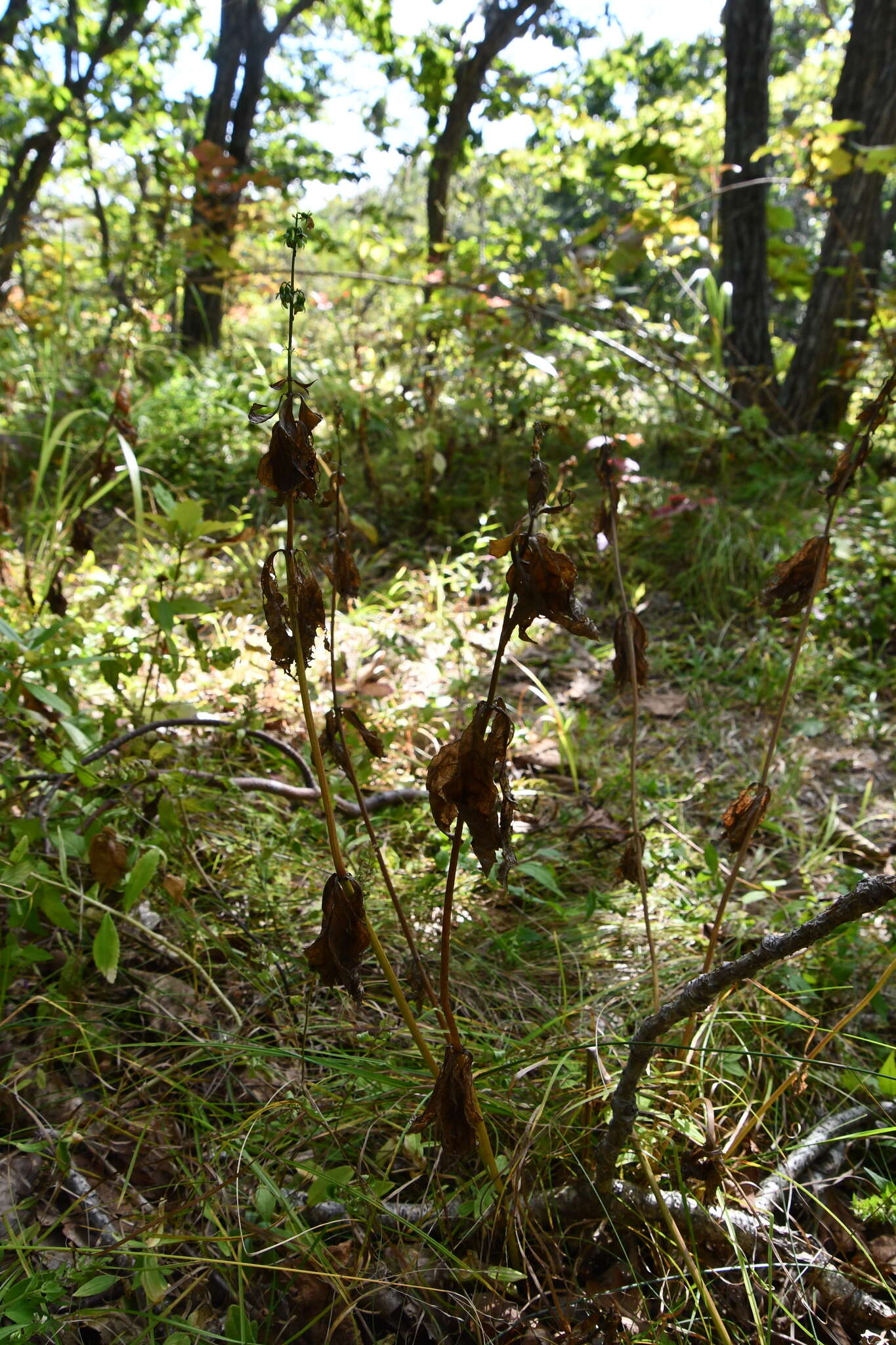 Imagem de Adenophora pereskiifolia (Fisch. ex Schult.) G. Don