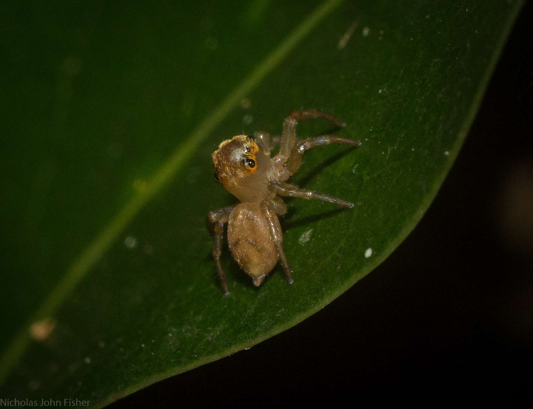 Prostheclina pallida Keyserling 1882 resmi