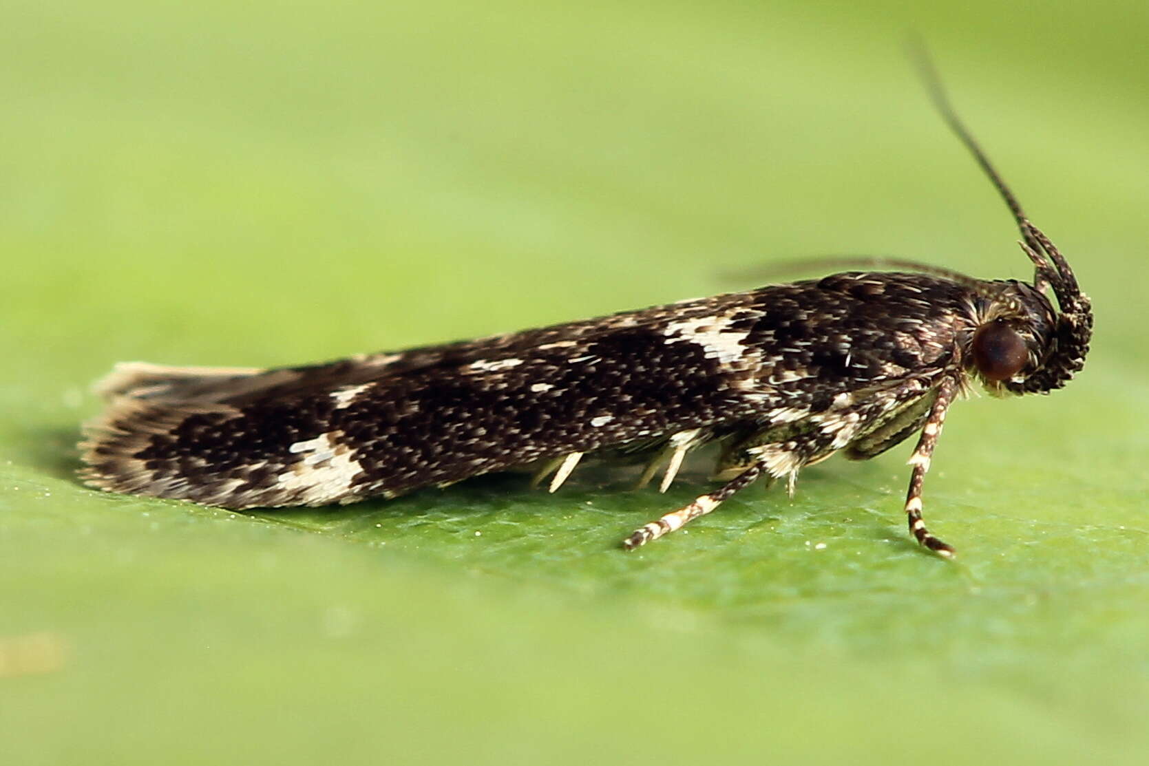 Plancia ëd Caryocolum vicinella Douglas 1850