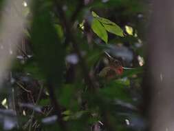 Image of Red-collared Woodpecker