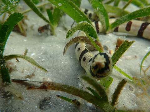 Image of Banded snake eel