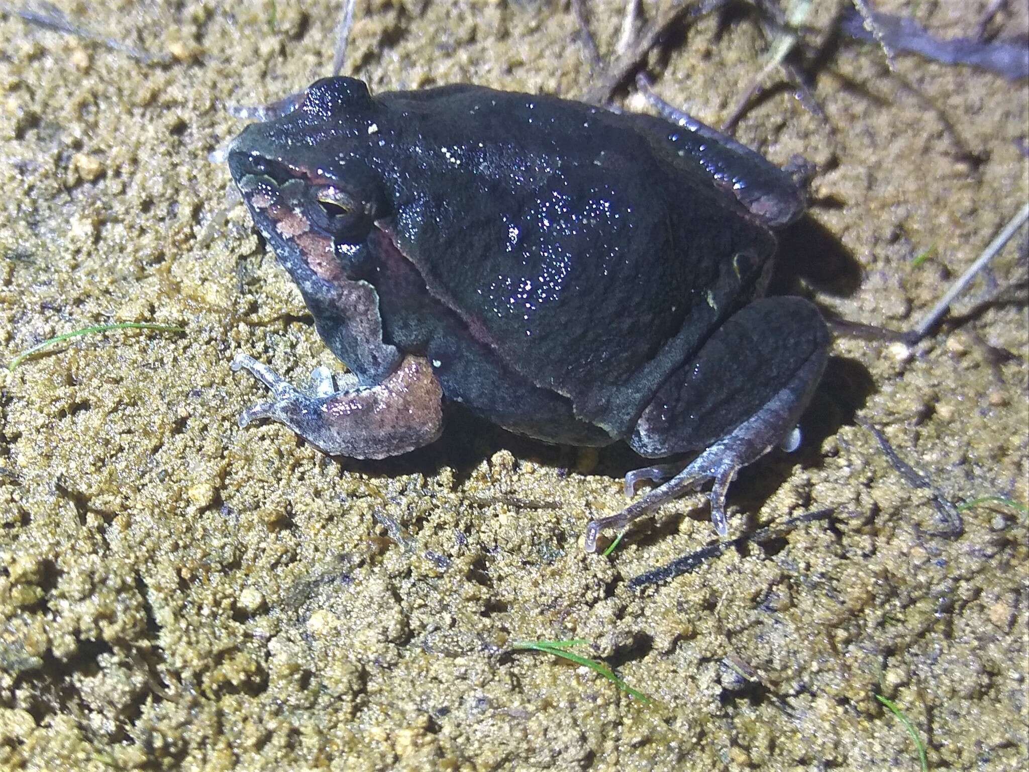 Image of Central Dwarf Frog; rãzinha