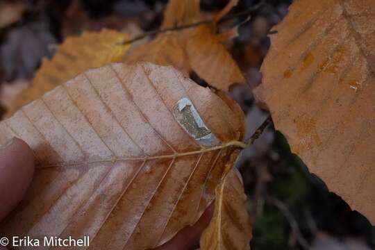 Image of Beech Midge