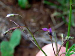 Image de Heliophila crithmifolia Willd.