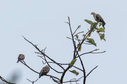 صورة Streptopelia orientalis agricola (Tickell 1833)