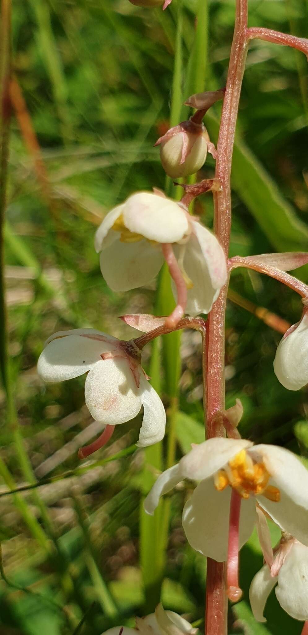 Image de Pyrola rotundifolia subsp. norvegica (Knaben) L. Hämet-Ahti