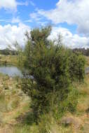 Image of Hakea microcarpa R. Br.