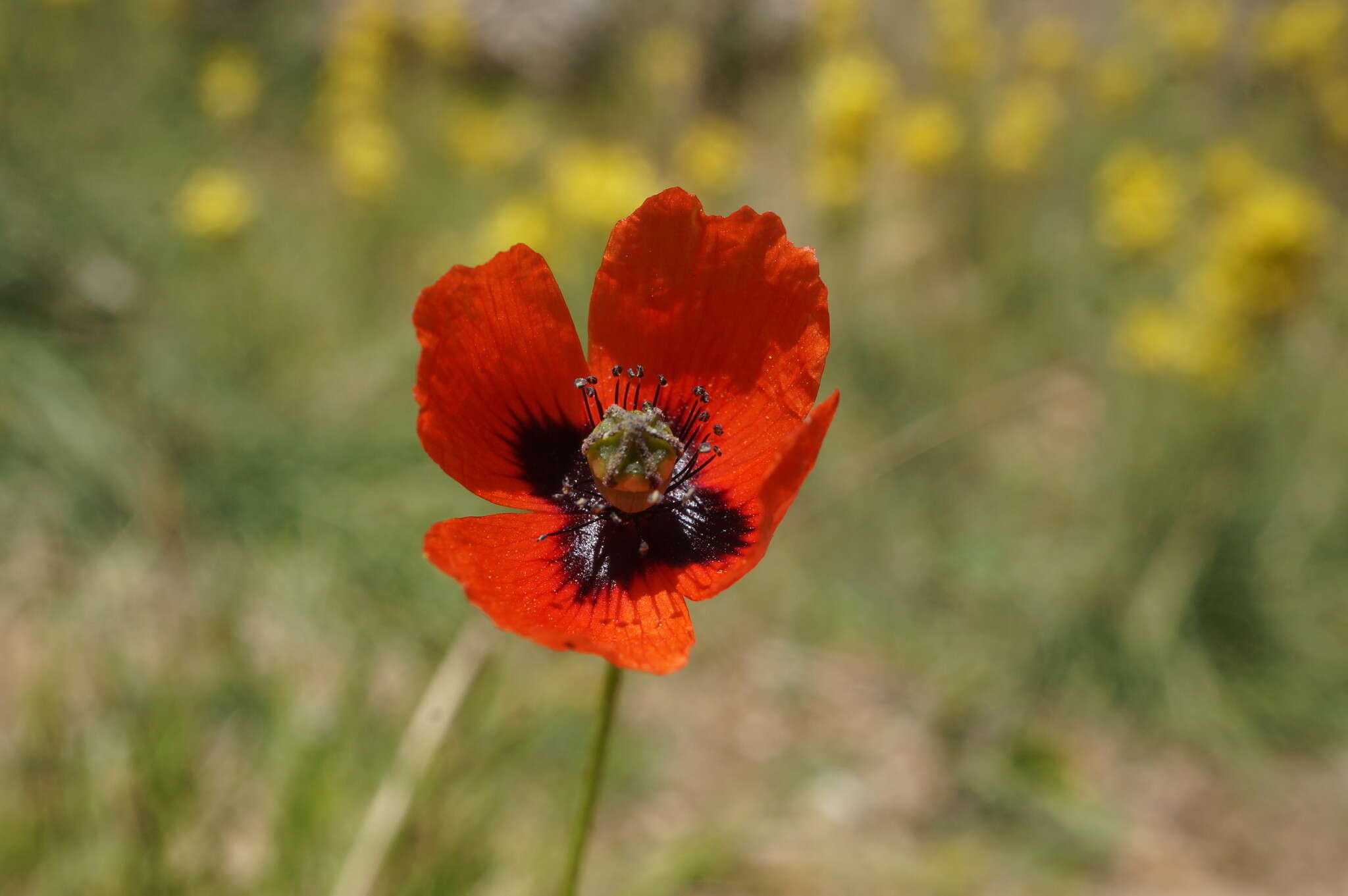 Image of Papaver dubium subsp. stevenianum (Mikheev) Kubat & Siposova