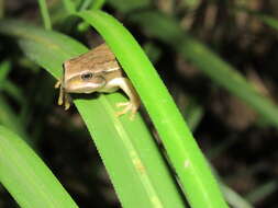 Image of Gastrotheca cuencana Carvajal-Endara, Coloma, Morales-Mite, Guayasamin, Székely & Duellman 2019