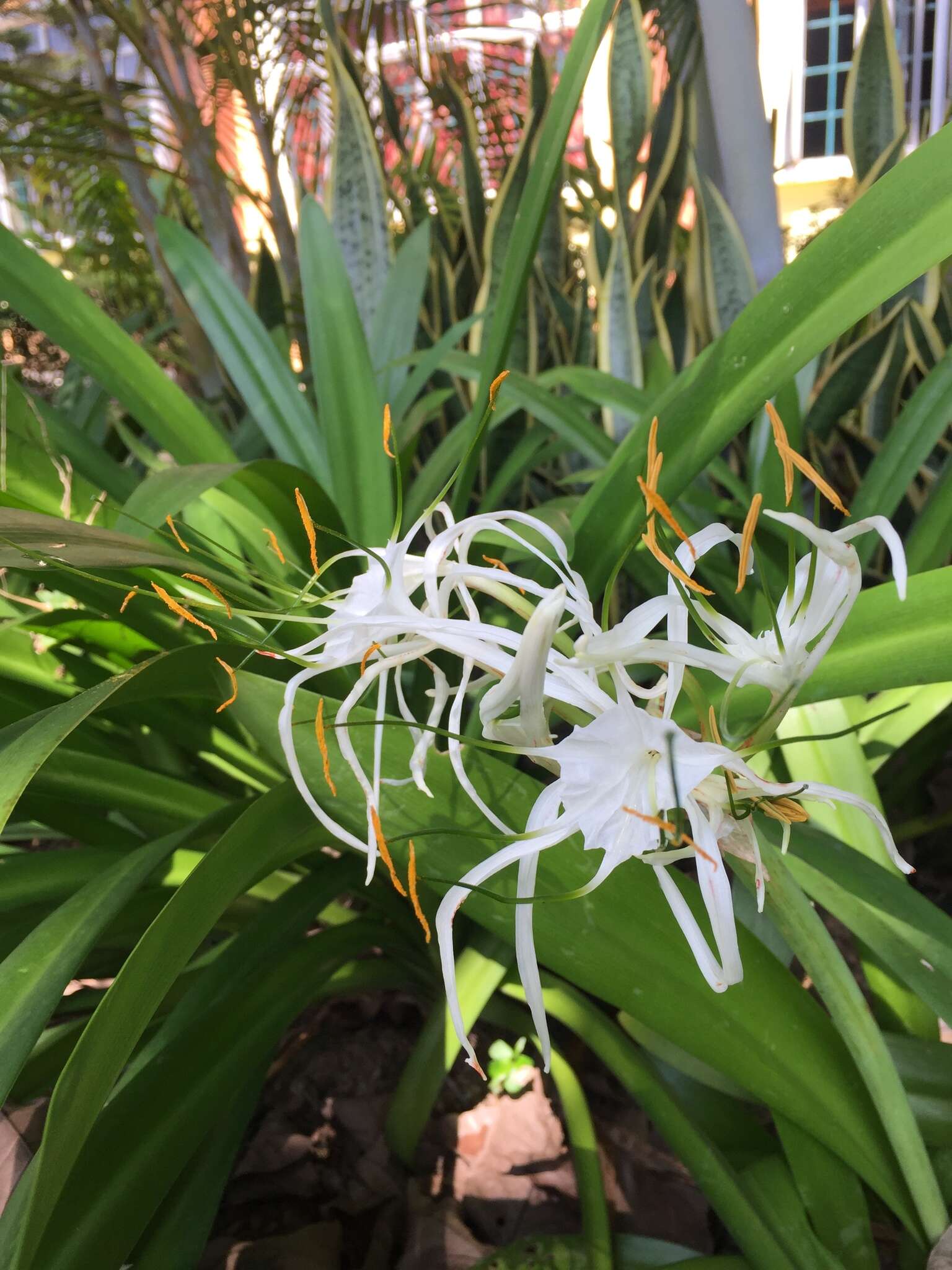 Image of beach spiderlily