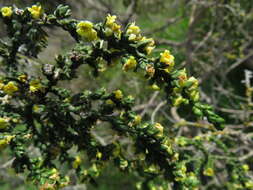 Image of Thymelaea hirsuta (L.) Endl.