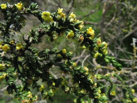 Слика од Thymelaea hirsuta (L.) Endl.