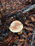 Image of bitter brown leucopaxillus