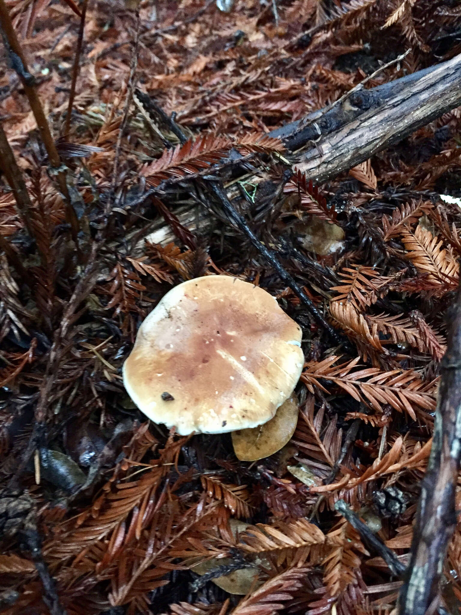 Image of bitter brown leucopaxillus