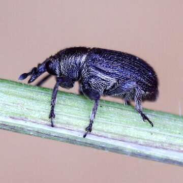 Image of Weevil