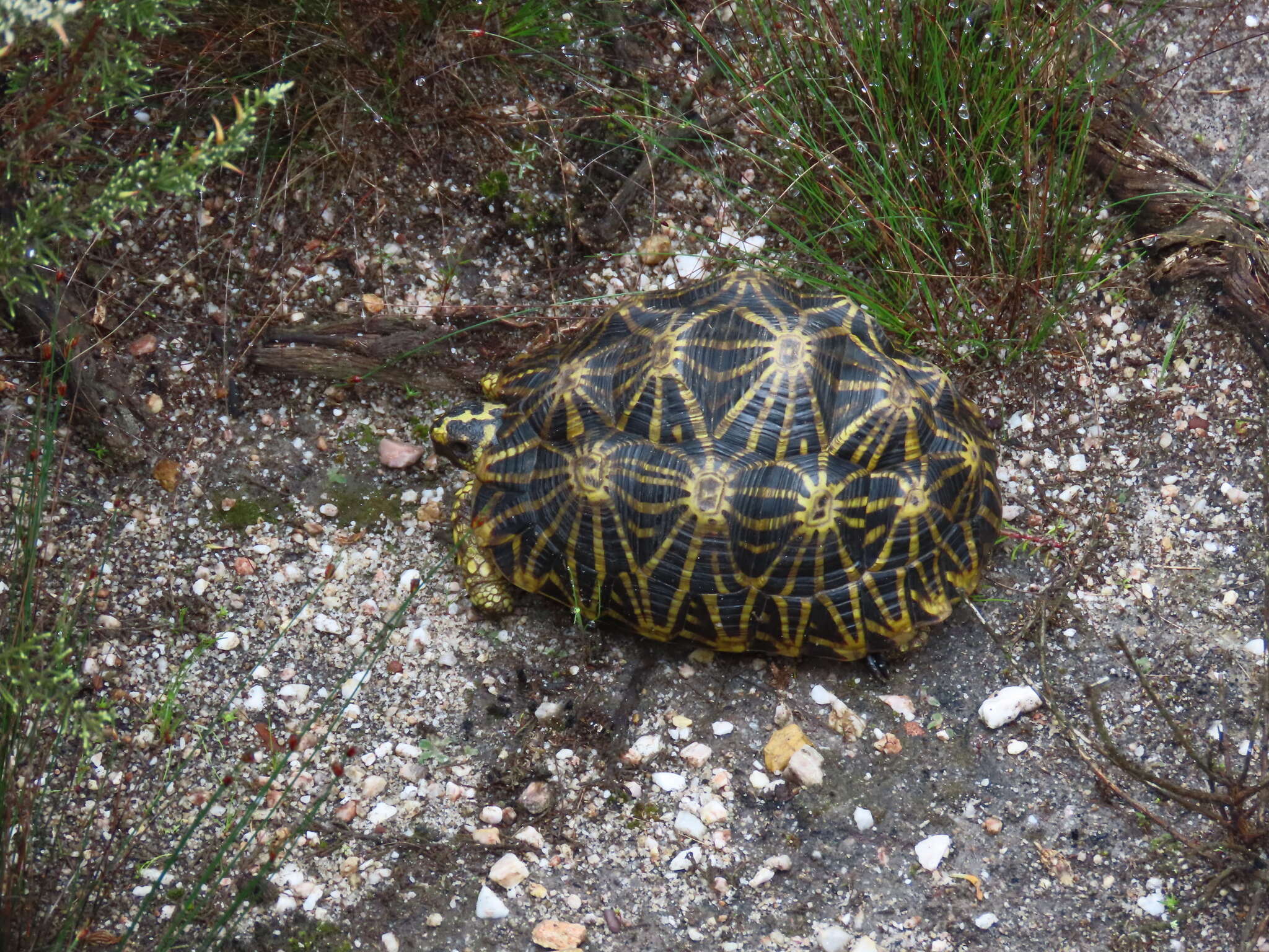 Слика од Psammobates geometricus (Linnaeus 1758)