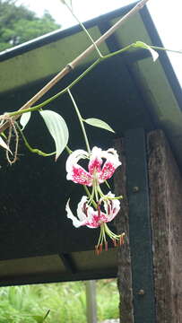 Image of Lilium speciosum Thunb.