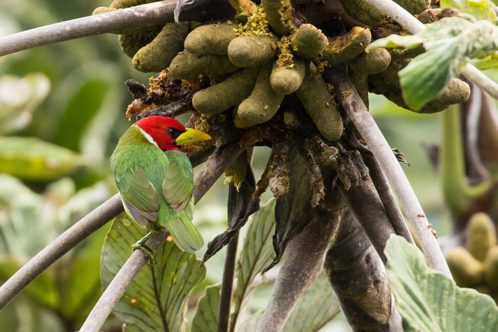 Image of Red-headed Barbet