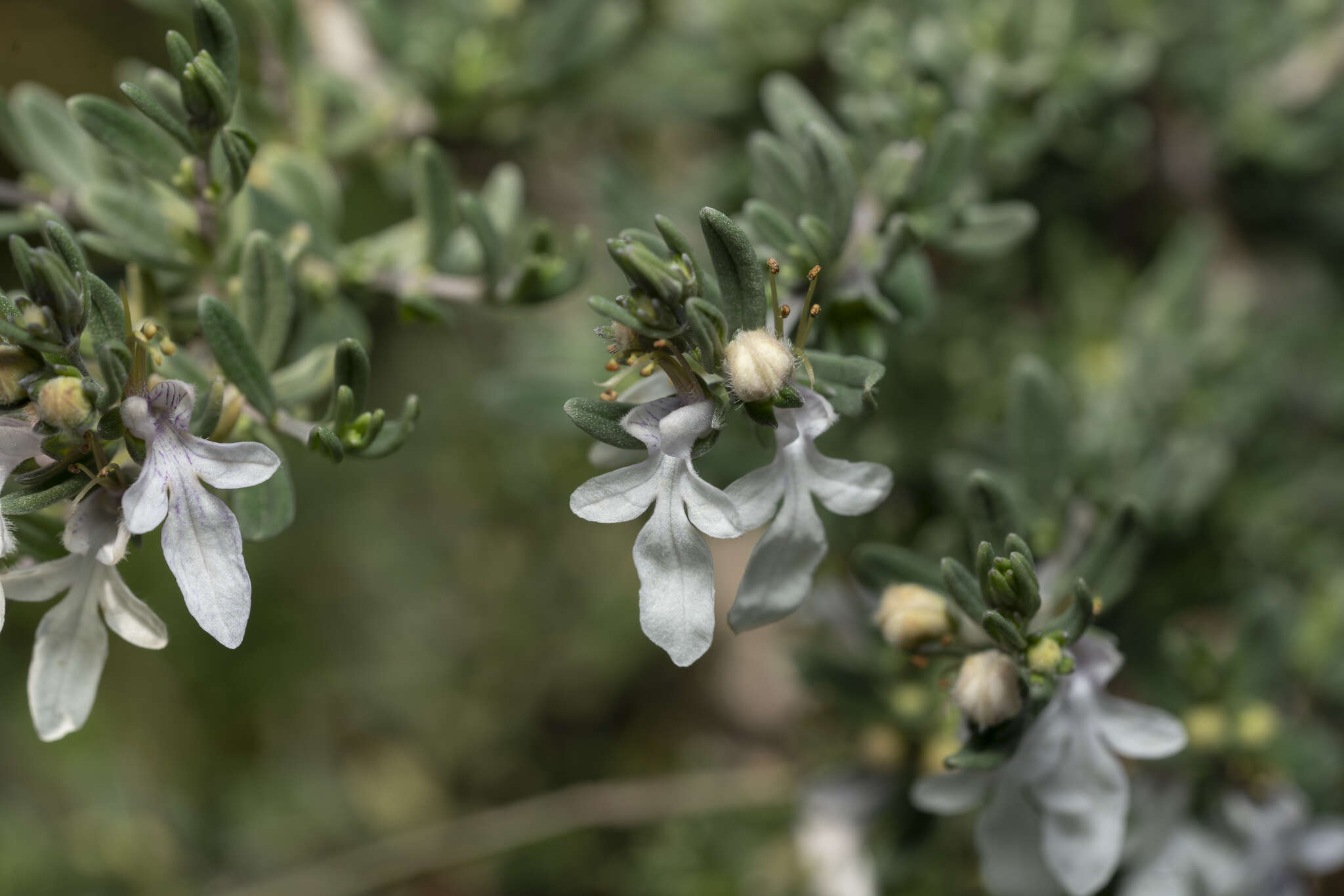 Sivun Teucrium brevifolium Schreb. kuva