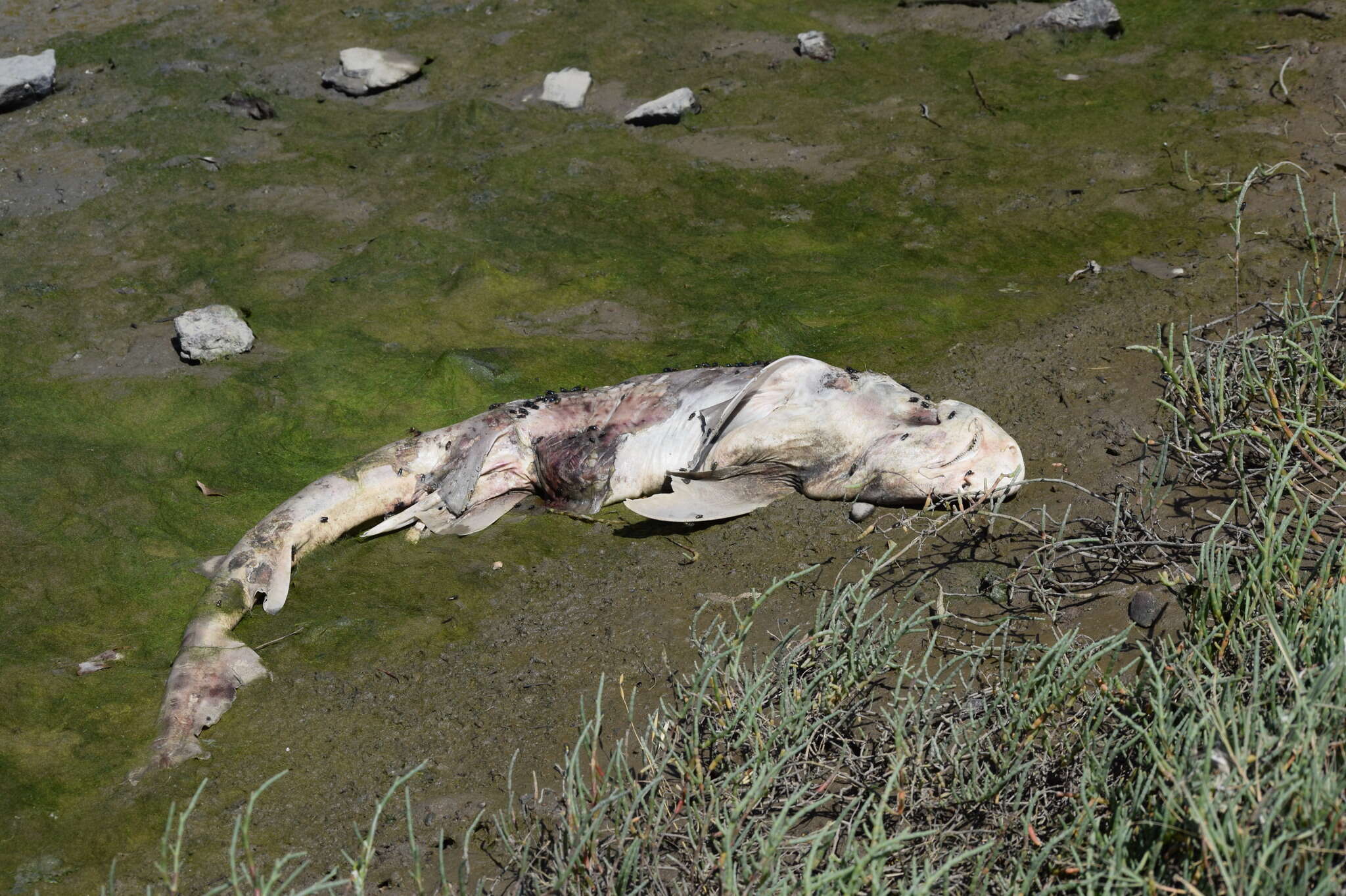 Image of Leopard Shark