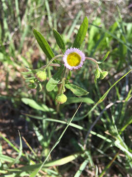 Image of plains fleabane