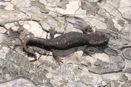 Image of Corsican Brook Salamander