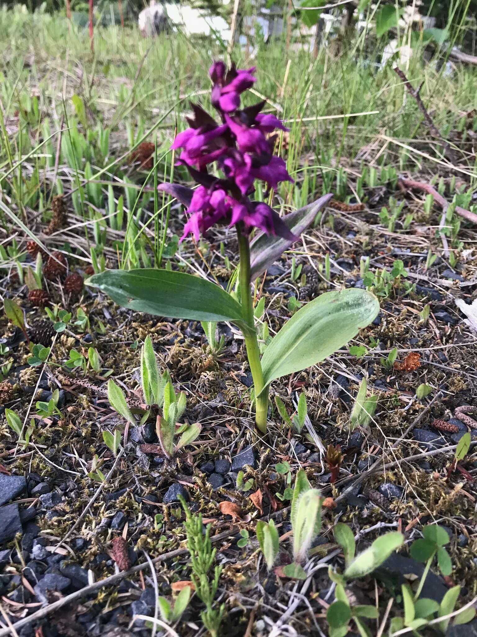 Image de Dactylorhiza aristata (Fisch. ex Lindl.) Soó